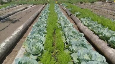 Evalúa de Bien a Sandino grupo nacional de la Agricultura Urbana Suburbana y Familiar