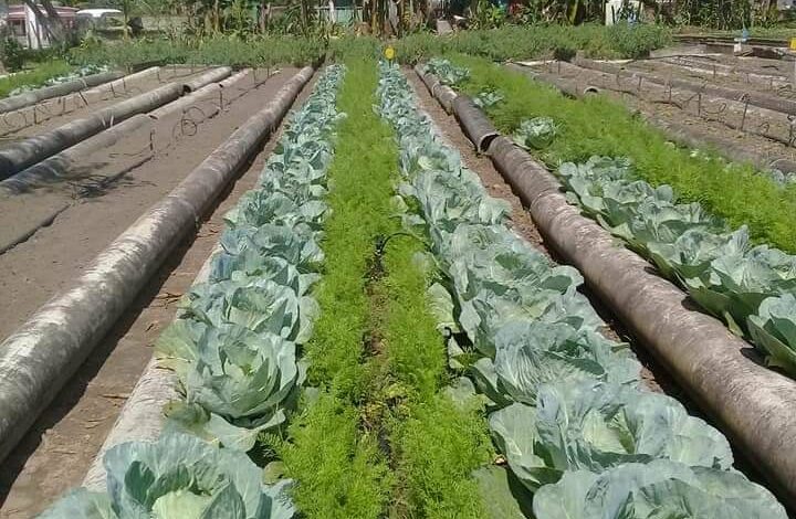 Evalúa de Bien a Sandino grupo nacional de la Agricultura Urbana Suburbana y Familiar