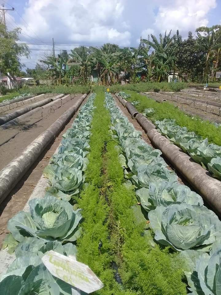 Evalúa de Bien a Sandino grupo nacional de la Agricultura Urbana Suburbana y Familiar