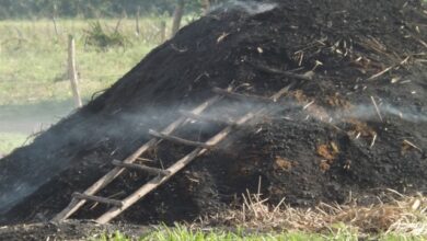 Fomenta producción de carbón exportable EAF Guanhacabibes