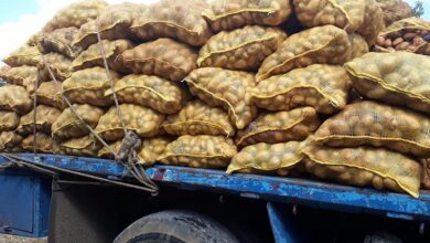 Distribución de papas en Sandino