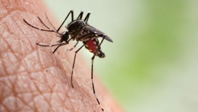 Mosquito Aedes aegypti