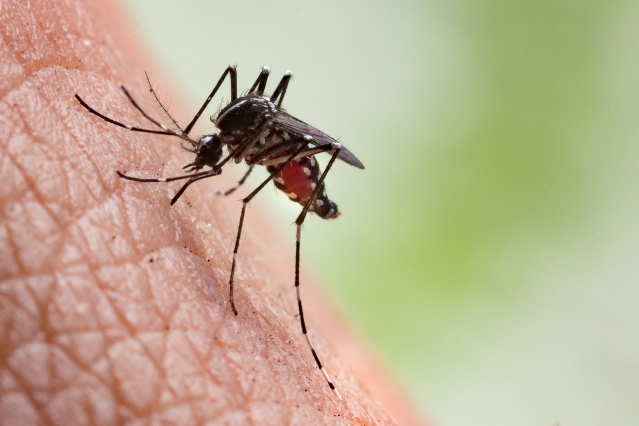 Mosquito Aedes aegypti