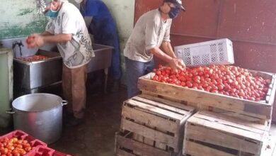 Mantiene Unidad Básica de Alimento elaboración de puré de tomate en minindustria