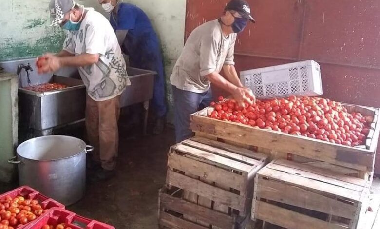 Mantiene Unidad Básica de Alimento elaboración de puré de tomate en minindustria