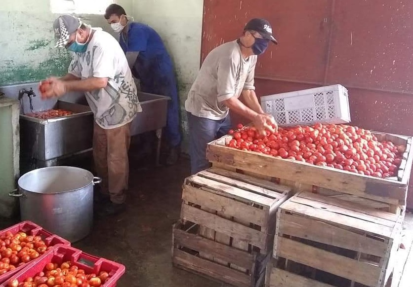 Mantiene Unidad Básica de Alimento elaboración de puré de tomate en minindustria