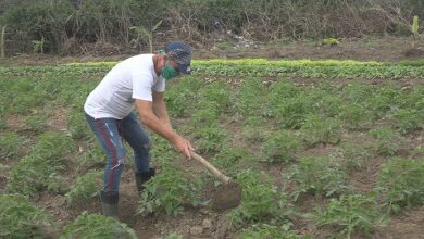 Se fortalece Movimiento Cultiva tu pedacito