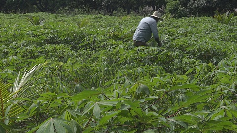 En Guanahacabibes se produce mucho más que madera