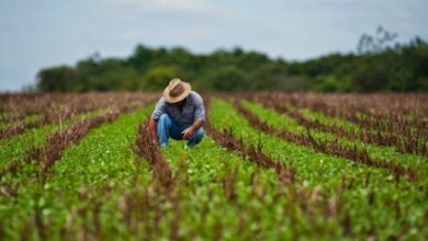 agricultura tarea ordenamiento pinar