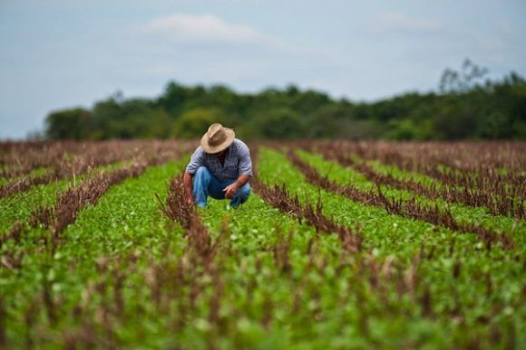 agricultura tarea ordenamiento pinar