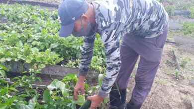 Organopónico Cuba-Venezuela, un buen ejemplo en la producción de alimentos