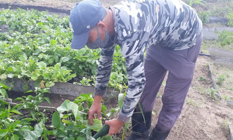 Organopónico Cuba-Venezuela, un buen ejemplo en la producción de alimentos