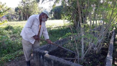 Un aporte necesario, desde el organopónico El tomate de Sandino