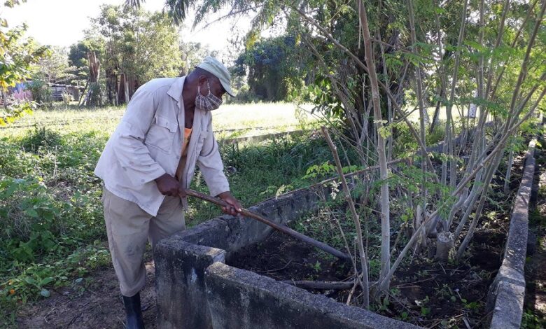 Un aporte necesario, desde el organopónico El tomate de Sandino