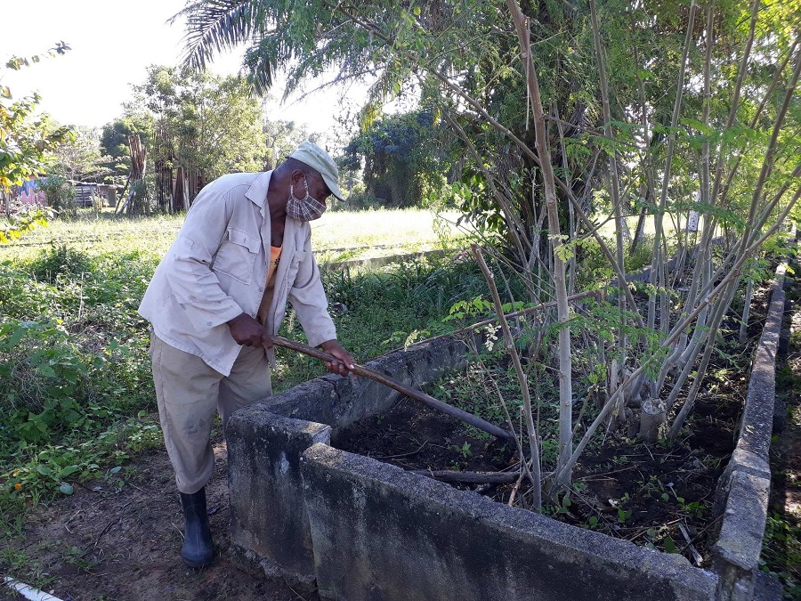 Un aporte necesario, desde el organopónico El tomate de Sandino