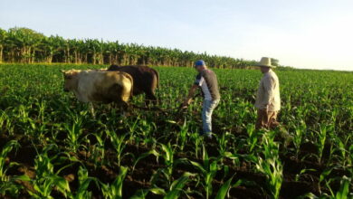 producciones agrícolas san luis