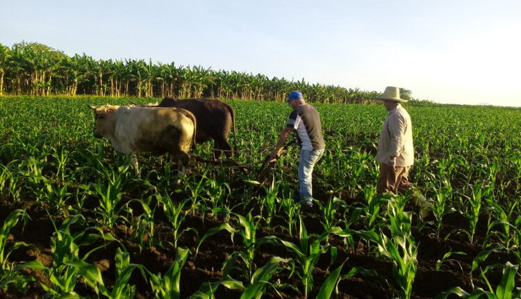 producciones agrícolas san luis