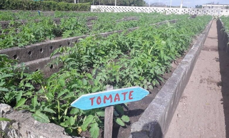 Sembrar las tierras, una manera eficaz de acercar los alimentos a la mesa