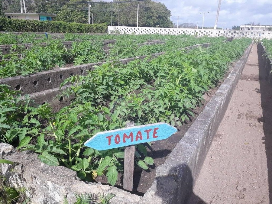 Sembrar las tierras, una manera eficaz de acercar los alimentos a la mesa