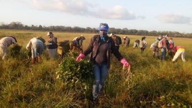 Aportan a la producción de alimentos en Saludo al Primero de Mayo trabajadores sandinenses