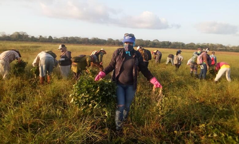 Aportan a la producción de alimentos en Saludo al Primero de Mayo trabajadores sandinenses