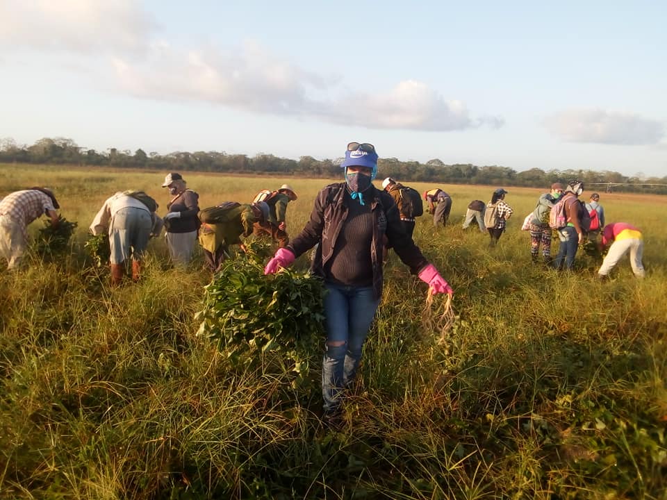 Aportan a la producción de alimentos en Saludo al Primero de Mayo trabajadores sandinenses