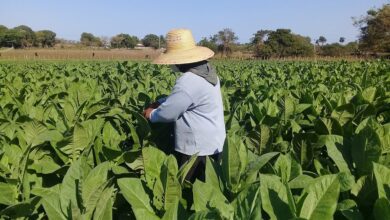 Campesinos en Sandino celebran su día pese a limitaciones por la COVID-19