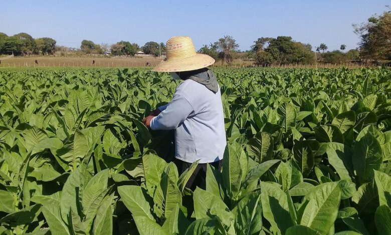 Campesinos en Sandino celebran su día pese a limitaciones por la COVID-19