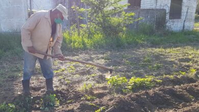 Contribuye a la producción de alimentos organopónico El tomate en Sandino