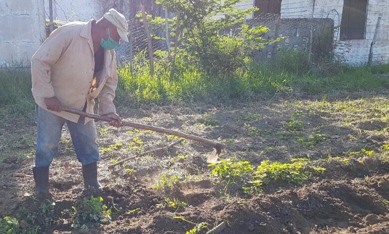 Contribuye a la producción de alimentos organopónico El tomate en Sandino