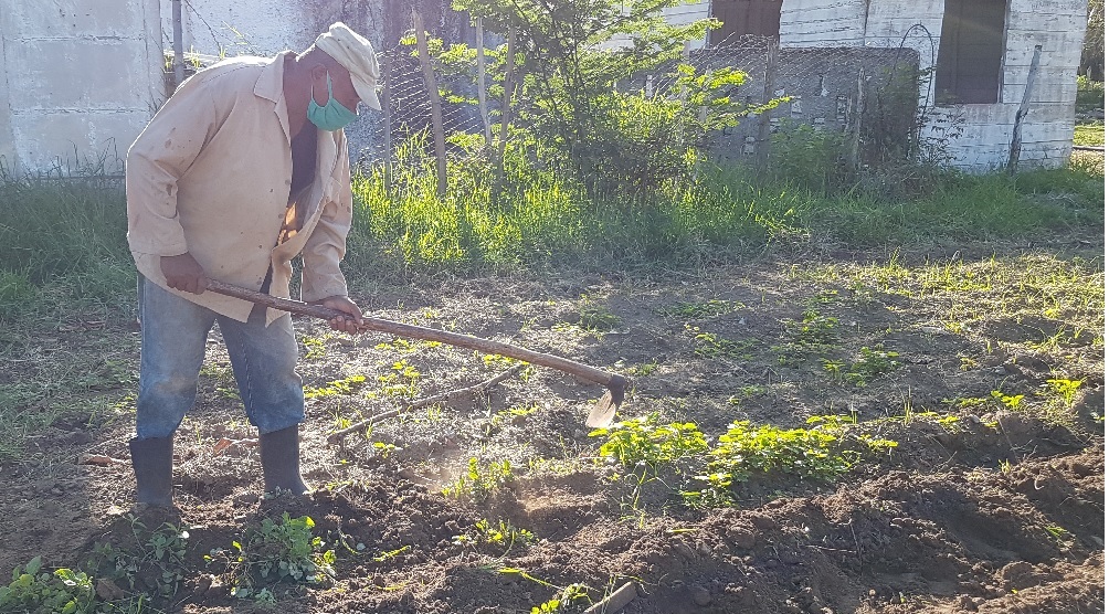 Contribuye a la producción de alimentos organopónico El tomate en Sandino