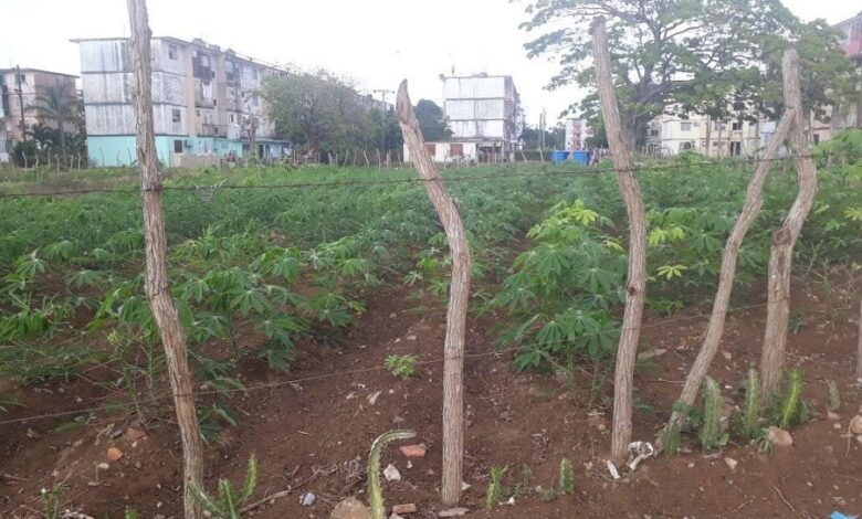 La Milagrosa a punto de dar sus frutos