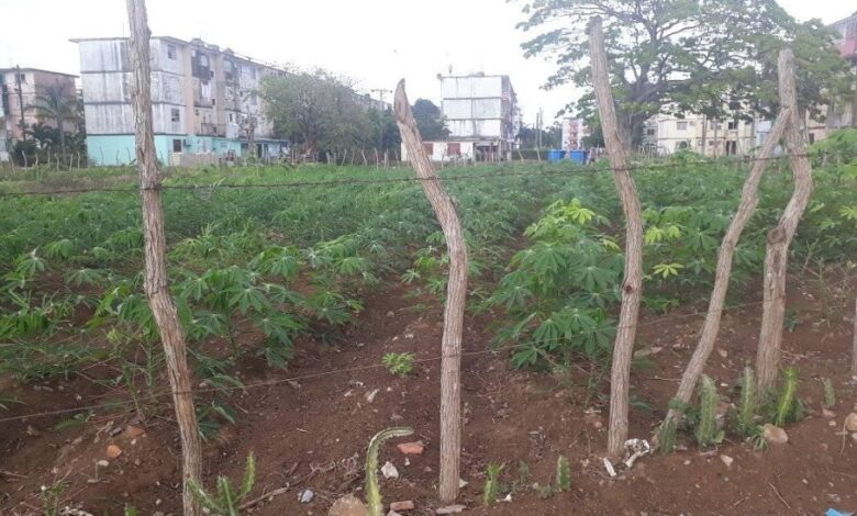 La Milagrosa a punto de dar sus frutos