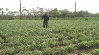 Jóvenes en la agricultura Sandino