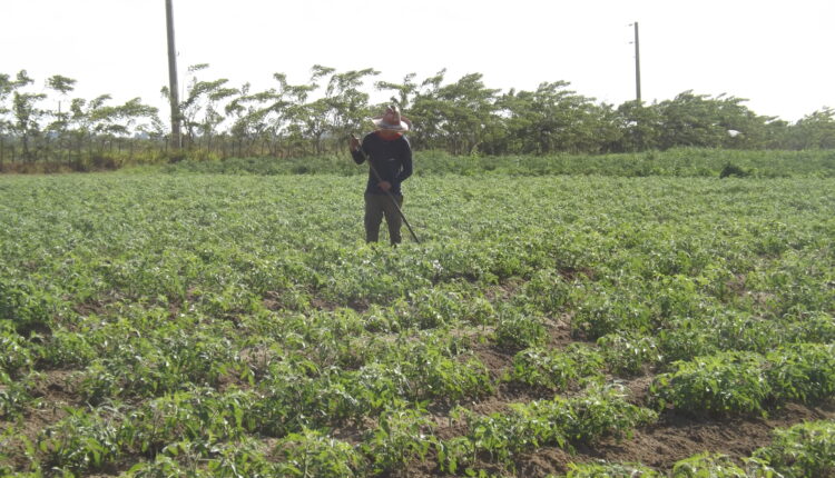 Jóvenes en la agricultura Sandino