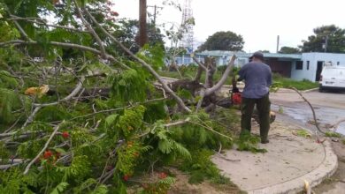 Poda de árboles, una prioridad para ETECSA en Sandino