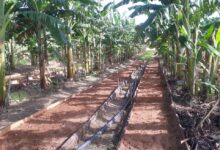 El cultivo del plátano, prioridad en Sandino