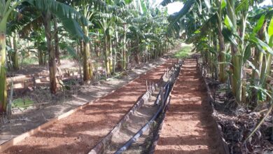El cultivo del plátano, prioridad en Sandino