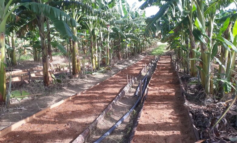 El cultivo del plátano, prioridad en Sandino