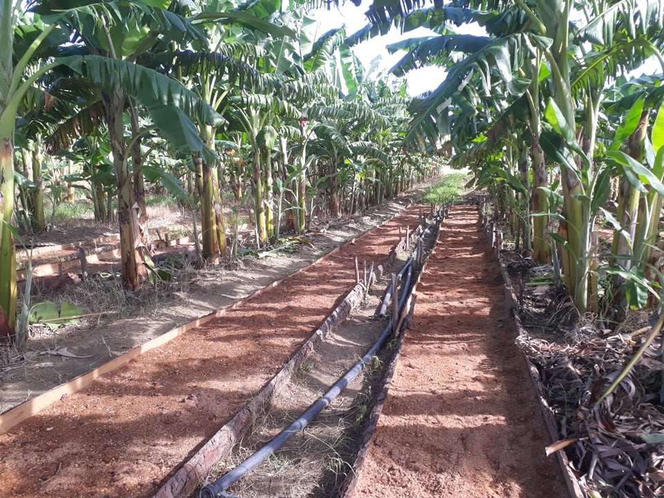 El cultivo del plátano, prioridad en Sandino