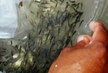 Desarrollan acuicultura para reforzar seguridad alimentaria en Sandino