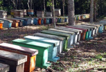 apicultura pinar polen abeja