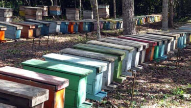 apicultura pinar polen abeja