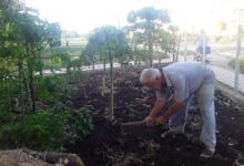 Un Lobo que gusta del campo