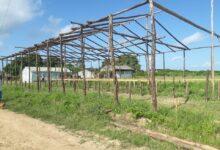 Laboran en Sandino para poner en funcionamiento módulos pecuarios