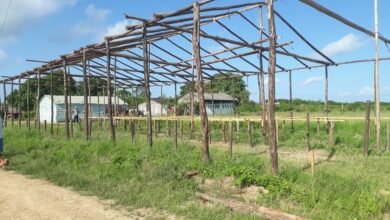 Laboran en Sandino para poner en funcionamiento módulos pecuarios