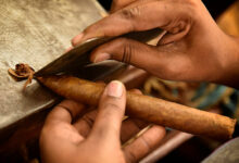 tabaco capas exportables