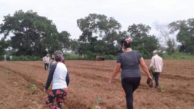 Logran plantar una hectárea de plátano asignada por la Empresa de Acopio y Beneficio del Tabaco en Sandino