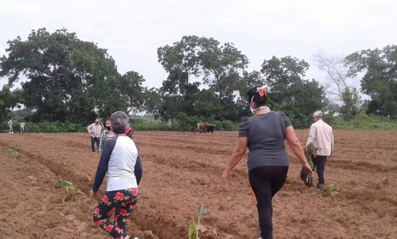 Logran plantar una hectárea de plátano asignada por la Empresa de Acopio y Beneficio del Tabaco en Sandino