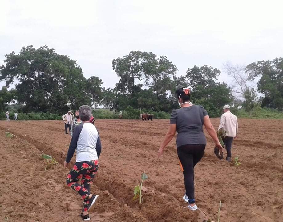 Logran plantar una hectárea de plátano asignada por la Empresa de Acopio y Beneficio del Tabaco en Sandino